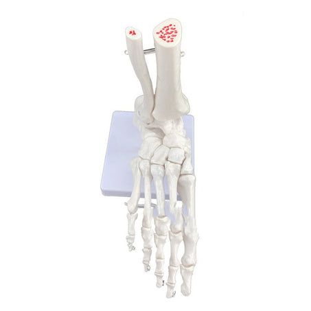 Human Joint Model Bone Teaching Joint Hip Bone