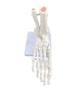 Human Joint Model Bone Teaching Joint Hip Bone